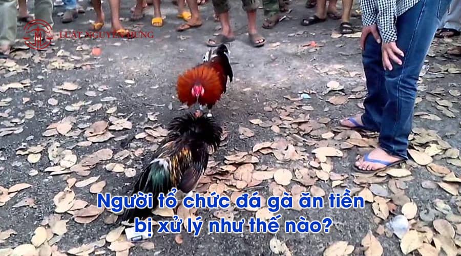 Chơi đá gà ăn tiền có bị truy cứu trách nhiệm hình sự không?